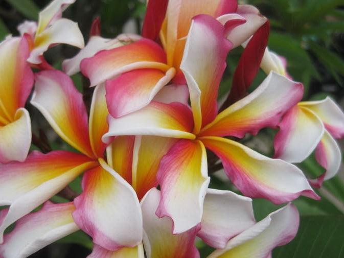 Close-up of Hawaiian flag plumeria flowers with white petals, pink edges, and yellow-orange centers, with green foliage in the background.